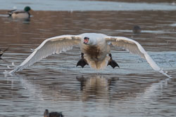 Slimbridge, January 2017