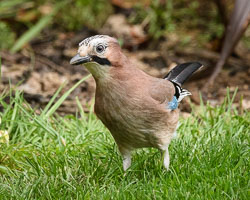 Garden Birds, April 2017
