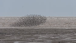 Norfolk Bitds, November 2019