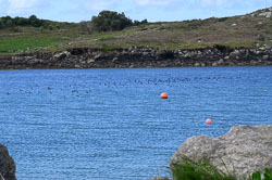 Scilly - April-May 2024