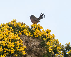 Suffolk Birds, March 2025