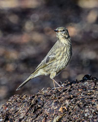 Isles of Scilly, September 2025