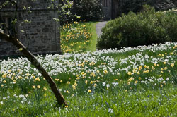 Cotehele, April 2012