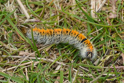 Scilly Isles, May 2019