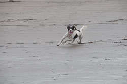 Spaniels in Devon, November 2011