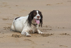 Spaniels in Devon, March 2014