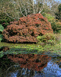 Rosemoor, Autumn 2011