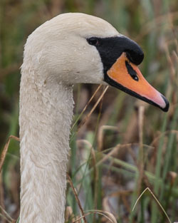Highlands & Mull, April 2014
