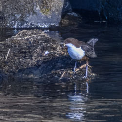 Highlands, April 2025