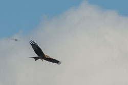 Bwlch Nant Yr Arian, December 2013