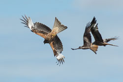 North Wales, May 2014