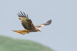 Bwlch Nant yr Arian Red Kites, June 2016