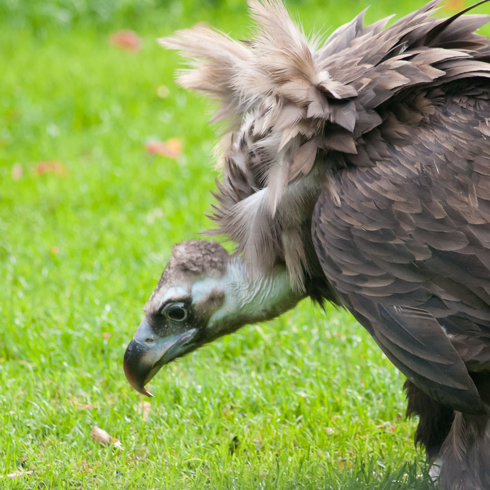 20100930Hawk-Conservancy0044.jpg