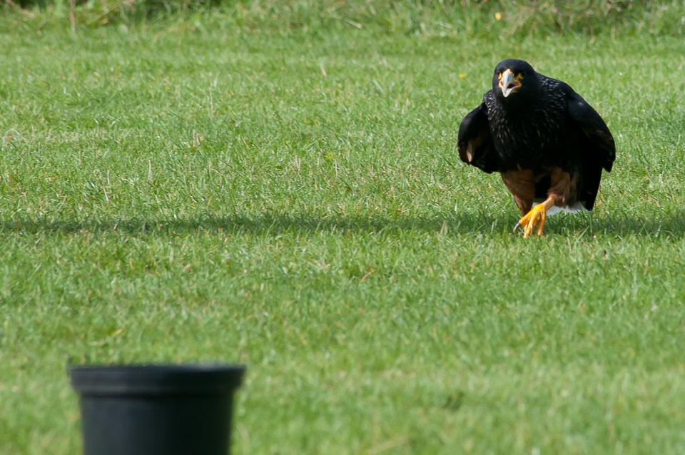 20100930Hawk-Conservancy0062.jpg