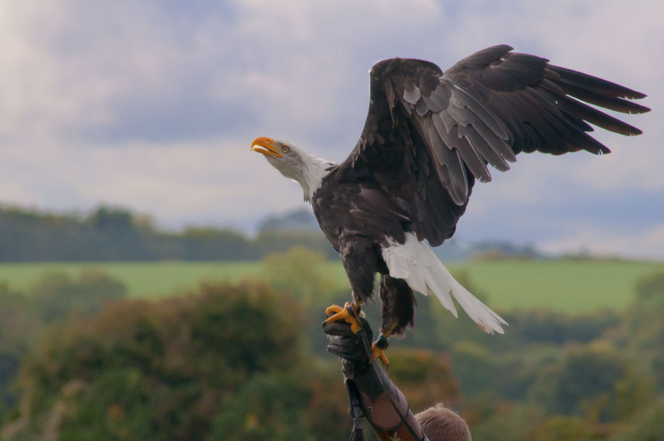 20100930Hawk-Conservancy0068-2-Edit.jpg