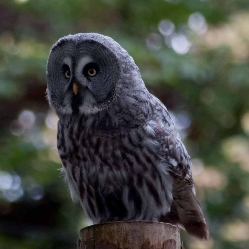 20100930Hawk-Conservancy0130-2.jpg