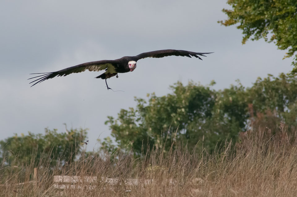 20100930Hawk-Conservancy0131.jpg