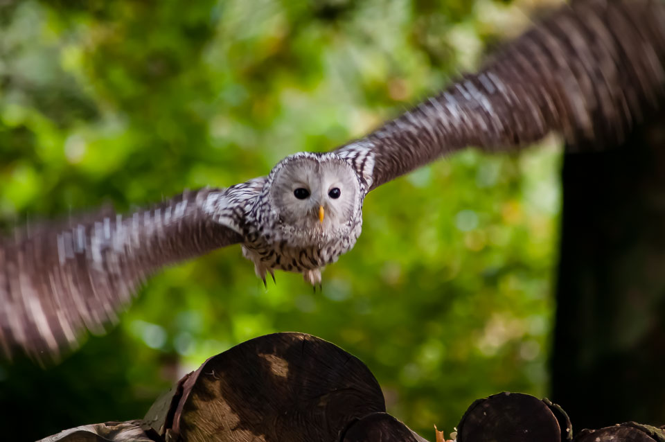 20100930Hawk-Conservancy0141-2.jpg