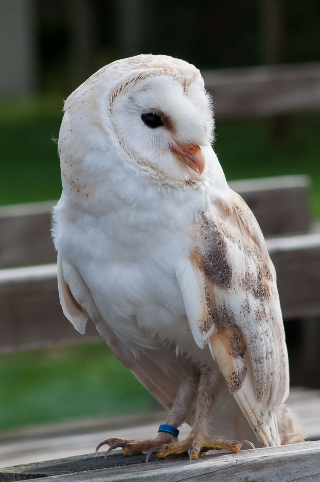 20100930Hawk-Conservancy0146.jpg