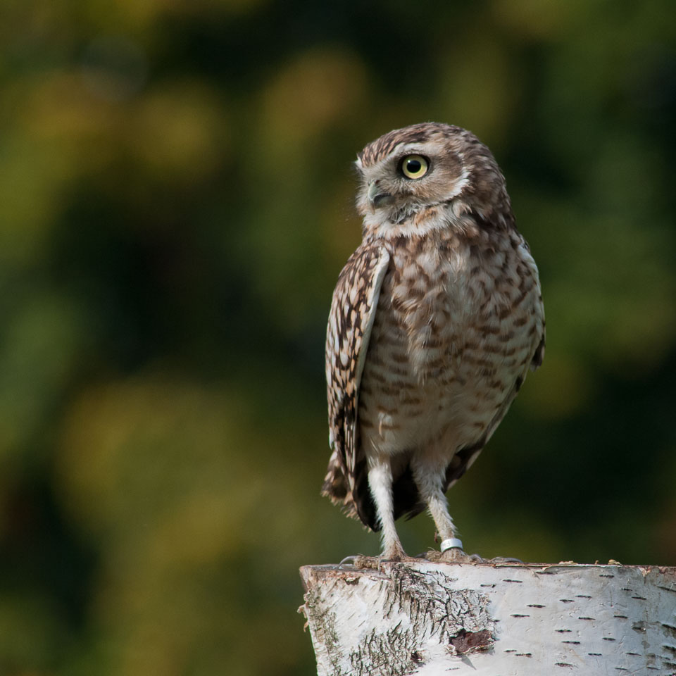 20100930Hawk-Conservancy0170.jpg