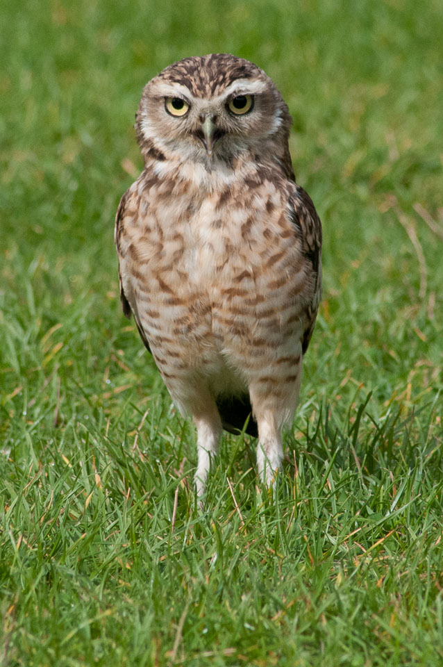 20100930Hawk-Conservancy0174.jpg