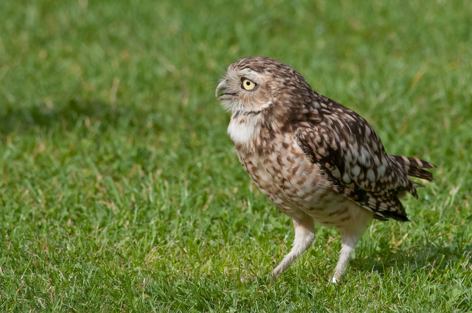 20100930Hawk-Conservancy0177.jpg