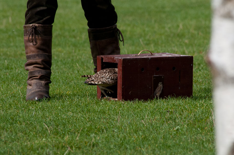 20100930Hawk-Conservancy0179.jpg