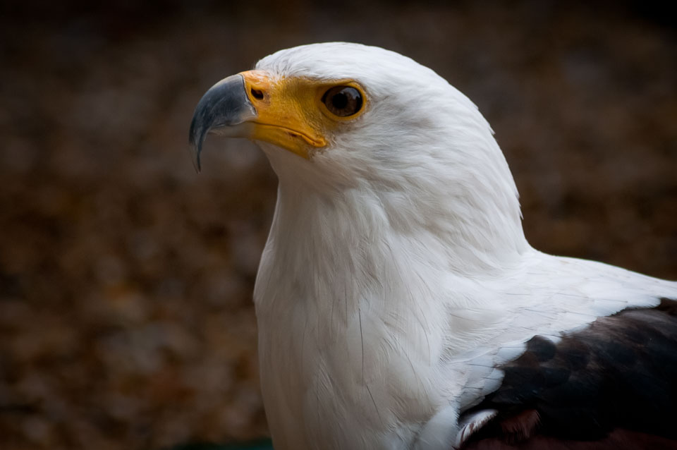 20100930Hawk-Conservancy0185.jpg