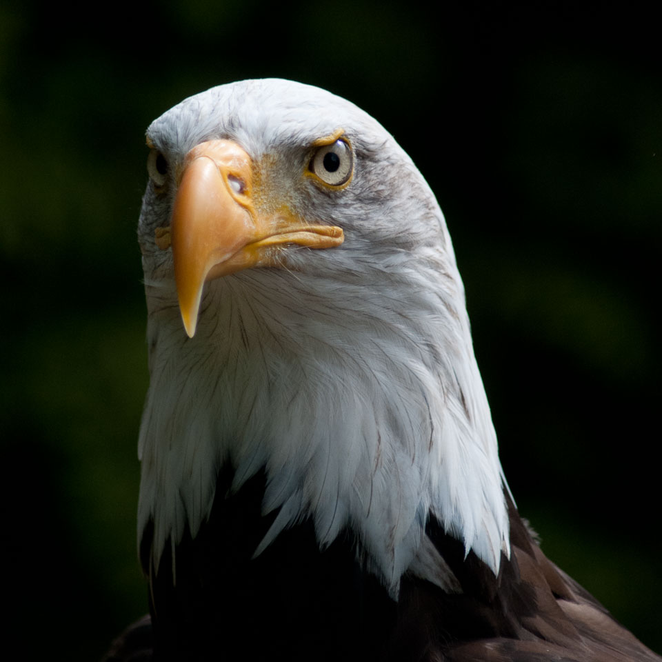 20100930Hawk-Conservancy0193.jpg