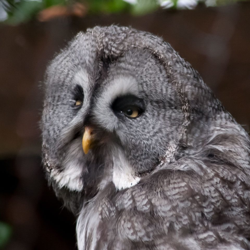 20100930Hawk-Conservancy0205.jpg