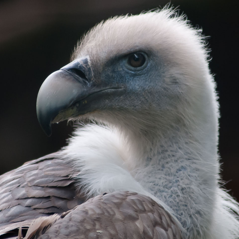 20100930Hawk-Conservancy0212.jpg