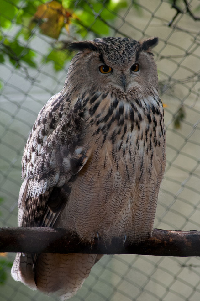 20100930Hawk-Conservancy0222.jpg