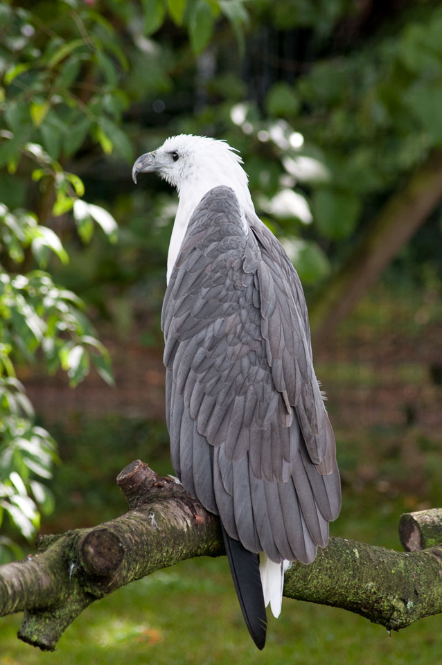 20100930Hawk-Conservancy0227.jpg