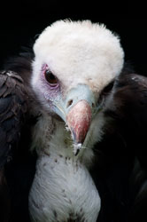 20100930Hawk-Conservancy0002.jpg