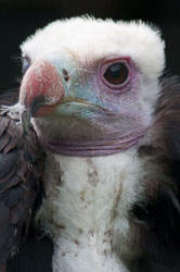 20100930Hawk-Conservancy0004.jpg