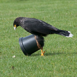 20100930Hawk-Conservancy0058.jpg