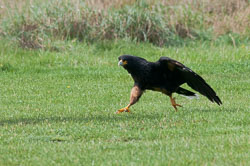 20100930Hawk-Conservancy0060.jpg