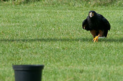 20100930Hawk-Conservancy0062.jpg