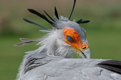 20100930Hawk-Conservancy0101.jpg