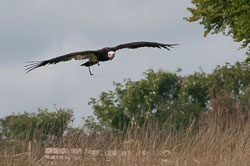 20100930Hawk-Conservancy0131.jpg