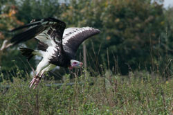 20100930Hawk-Conservancy0140.jpg