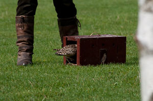 20100930Hawk-Conservancy0179.jpg