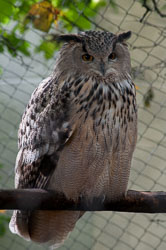 20100930Hawk-Conservancy0222.jpg