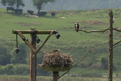 Dyfi Ospreys, June 2016