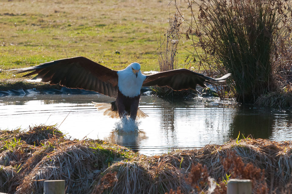 20110128HawkConservancy0012-2.jpg