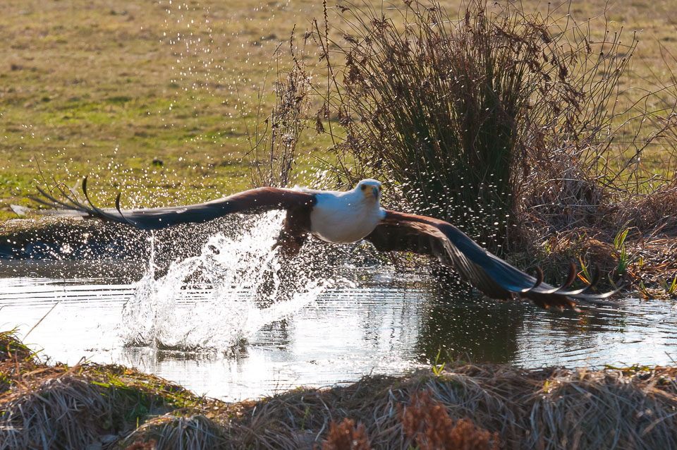 20110128HawkConservancy0013-2.jpg