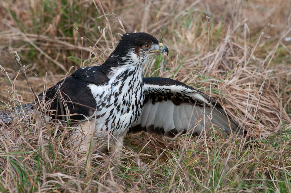 20110128HawkConservancy0151-3.jpg