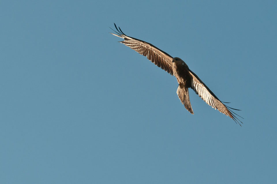 20110128HawkConservancy0156-2.jpg