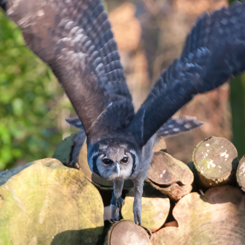 20110128HawkConservancy0191-3.jpg