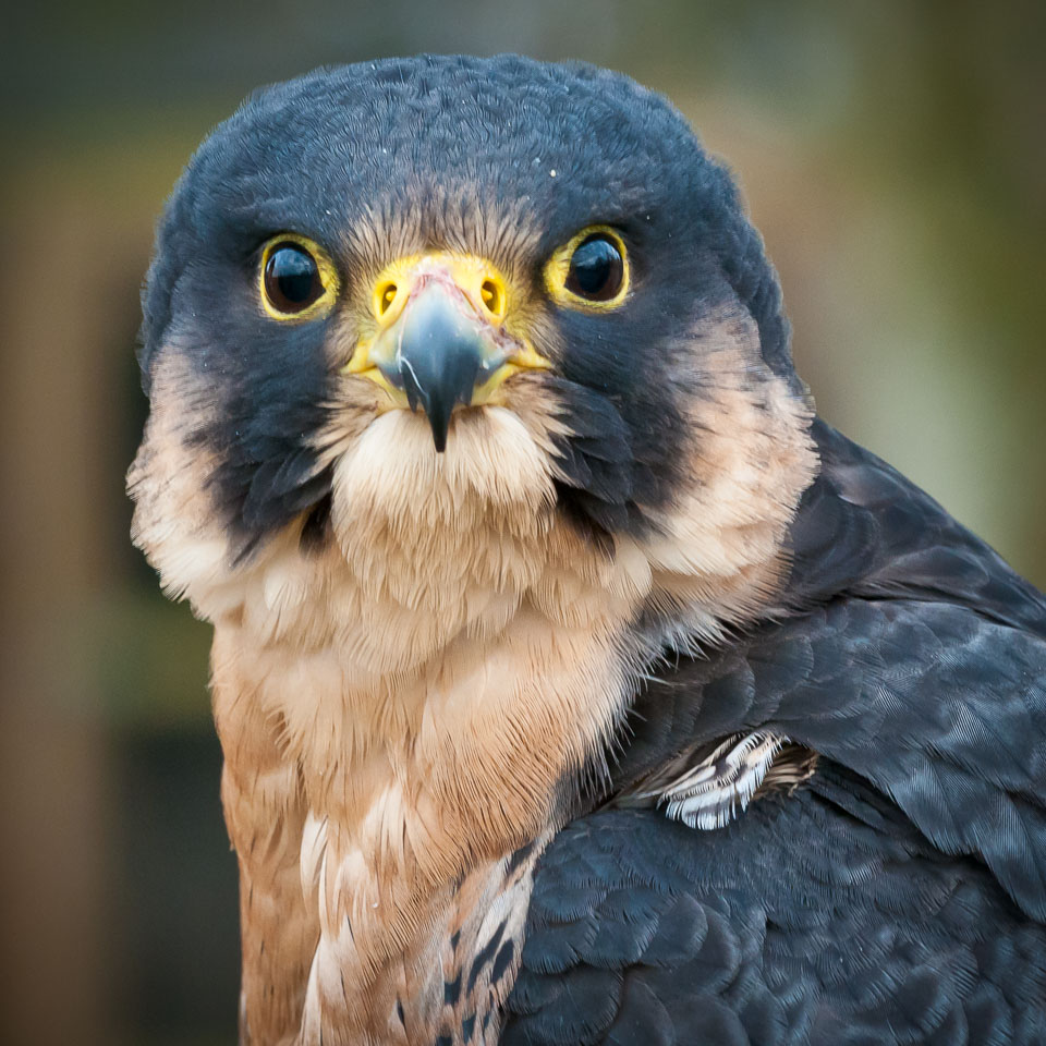 20110128HawkConservancy0201.jpg